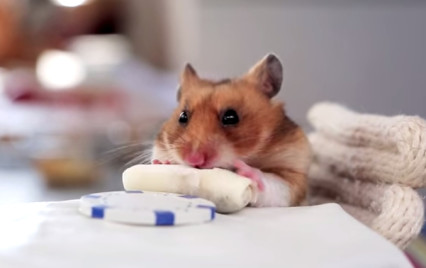 hamsterburritos