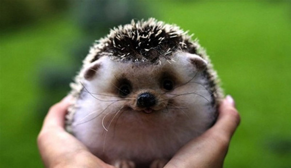 hedgehog-funny-animals-with-a-happy-smile-pics