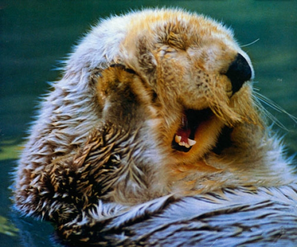 l-Just-an-otter-yawning