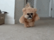 teddy-bear-dog-costume