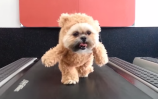 teddybearcostume