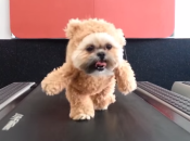 teddybearcostume