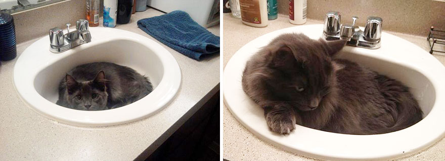 before-and-after-growing-up-cats-351__880