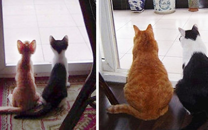 before-and-after-growing-up-cats-cover