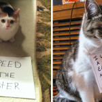 cat-shaming-cover