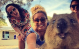 quokka-selfie-trend-cute-rodent-australia-cover