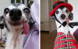 derpy-dog-greyhound-sticking-tongue-zappa-cover