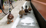 lane-duck-path-london-sharethespace-cover