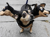 pet-halloween-costume-271__605