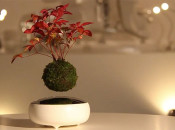 floating-bonsai-trees-air-hoshinchu-25