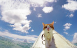 surfing-cat-likes-water-swimming-kuli-hawaii-17