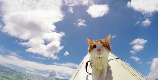 surfing-cat-likes-water-swimming-kuli-hawaii-17