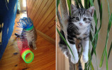 16-animals-who-got-stuck-but-keep-pretending-everything-s-ok-5-crac-10