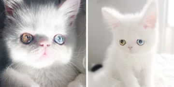 cat-eyes-heterochromia-iridis-pam-pam-cover