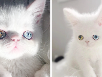 cat-eyes-heterochromia-iridis-pam-pam-cover